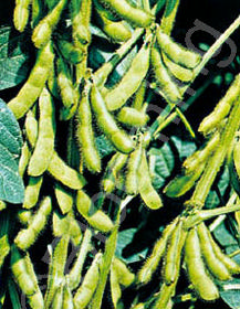 Edamame, 'Shirofumi'